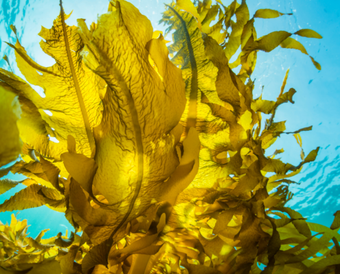 Seaweed Sargassum Biorefinery